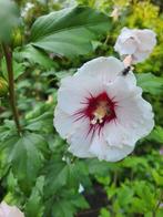 Hibiscus, Vaste plant, Halfschaduw, Zomer, Ophalen