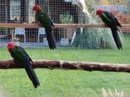 Kweekkoppel groenvleugel koningsparkieten met jong van 25, Dieren en Toebehoren, Vogels | Parkieten en Papegaaien, Meerdere dieren