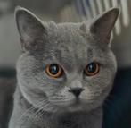 Herplaatser britse korthaar poes, Poes