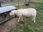 Swifter Dekram, Dieren en Toebehoren, Mannelijk, Schaap