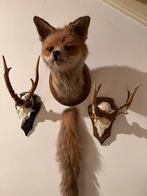 Opgezette vos en ree, Verzamelen, Dierenverzamelingen, Ophalen, Gebruikt, Hert, Gewei of Kop