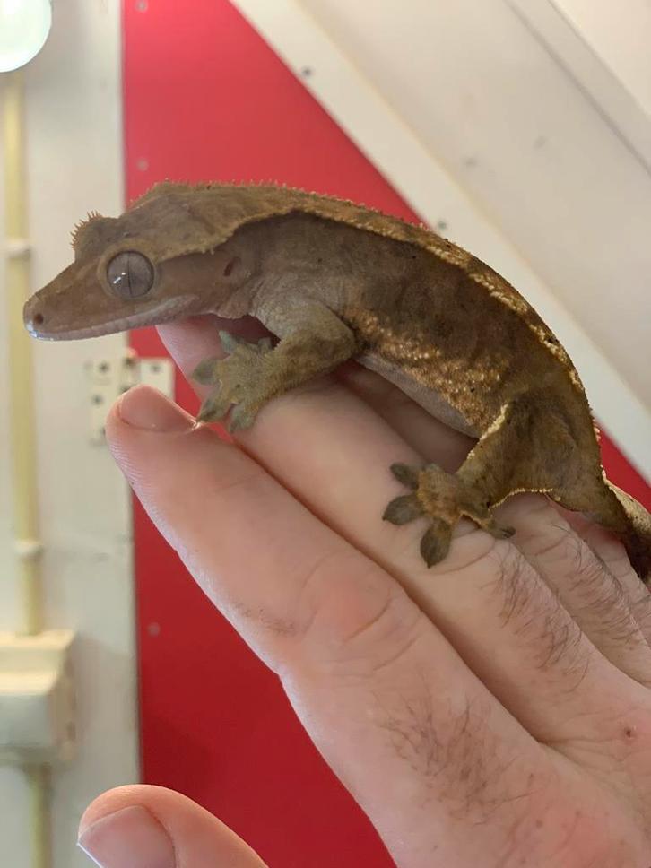 Crested gecko female wimpergekko