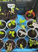 Paprika moestuin, Tuin en Terras, Planten | Tuinplanten, Ophalen, Volle zon, Groenteplanten, Eenjarig