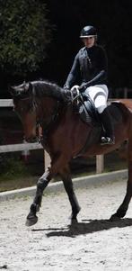 Talentvolle ruin te koop – Verdi x Whoops – 7 jaar, Diensten en Vakmensen, Dieren | Paarden | Verzorging, Oppas en Les