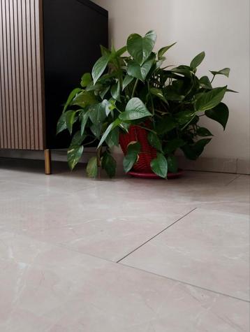 Green Healthy Plants ️ beschikbaar voor biedingen