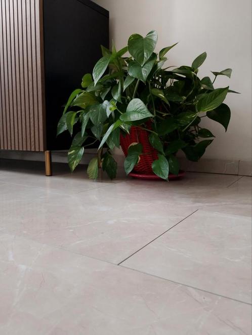 Green Healthy Plants ️, Huis en Inrichting, Woonaccessoires | Kunstplanten en Kunstbloemen, Zo goed als nieuw, Binnen, Ophalen of Verzenden