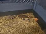Redtail catfish 2x, Vis, Zoetwatervis