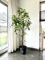 Ficus kamerplant, Huis en Inrichting, Kamerplanten, Ophalen