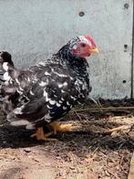Chabo haantje, Dieren en Toebehoren, Pluimvee, Mannelijk, Kip