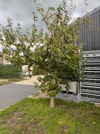 Pruimenbomen, hoogstam en laagstam, fruitbomen, Ophalen, Lente