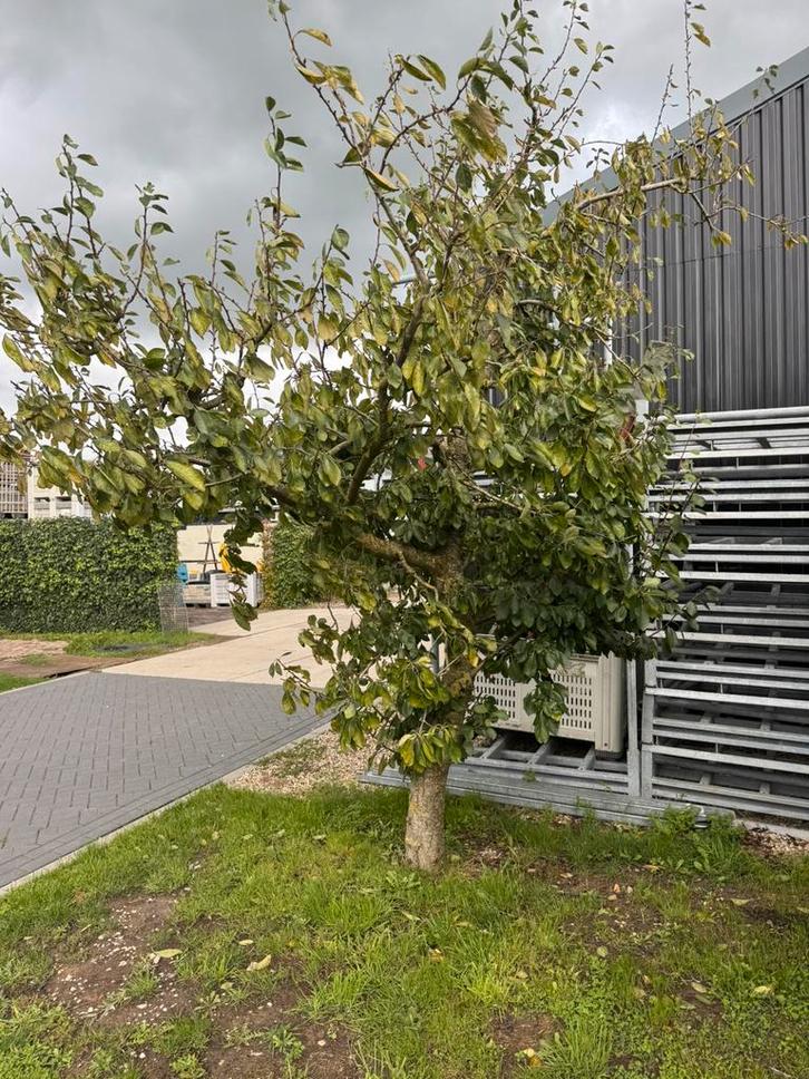 Pruimenbomen, hoogstam en laagstam, fruitbomen, Tuin en Terras, Planten | Fruitbomen, Lente, Ophalen