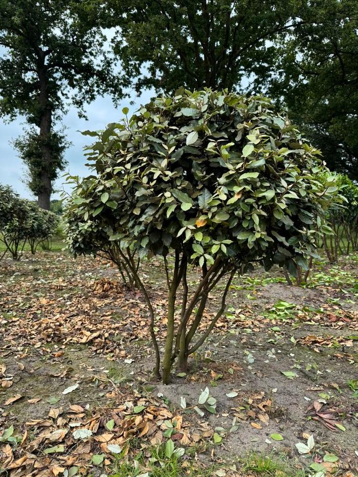 Meerstammige olijfwilg. Eleagnus meerstam., Tuin en Terras, Planten | Tuinplanten, Overige soorten, Volle zon, Zomer, Ophalen of Verzenden
