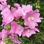 Zaden muskuskaasjeskruid (Malva moschata) - inheems, Ophalen of Verzenden, Voorjaar, Volle zon, Zaad