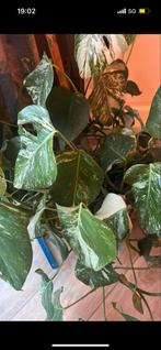 Monstera Variegata Stek - Zeldzaam!, Vaste plant, Ophalen of Verzenden, Bloeit niet, Halfschaduw
