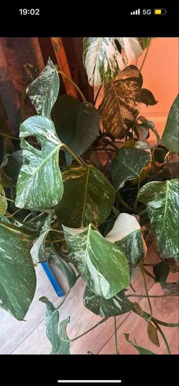 Monstera Variegata Stek - Zeldzaam! beschikbaar voor biedingen