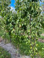 Pyrus communis 'Conference' Handpeer - Zelfbestuivend, Tuin en Terras, Planten | Fruitbomen, Ophalen, Lente, Volle zon, Perenboom