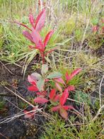 Photinia red Robin glansmispel, Tuin en Terras, Overige soorten, Ophalen of Verzenden