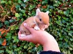 ❤De kleinste mini dwerg konijnen!Dwergkonijntjes dwergkonijn, Meerdere dieren, Dwerg, 0 tot 2 jaar, Hangoor