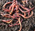 Compostwormen, tijgerwormen, compost, wormenhotel, Compost, Ophalen of Verzenden