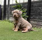 American bully pups, beide ouders ABKC & DBKC stamboom, Overige rassen, 8 tot 15 weken, Meerdere, Meerdere dieren
