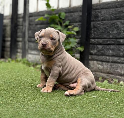 American bully pups, beide ouders ABKC & DBKC stamboom, Dieren en Toebehoren, Honden | Bulldogs, Pinschers en Molossers, Meerdere dieren