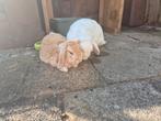 2 hangoor konijnen, koppeltje! Gecastreerd en gesteriliseerd, Dieren en Toebehoren, Konijnen, Meerdere dieren, Hangoor