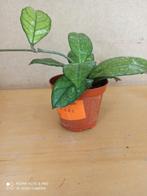 hoya crassipetiilata pm 8 nummer H1125, Ophalen of Verzenden, Overige soorten, Minder dan 100 cm