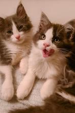 Maine coon X ragdoll KATERTJES, Dieren en Toebehoren, Katten en Kittens | Raskatten | Langhaar, Meerdere dieren, Ontwormd, 0 tot 2 jaar