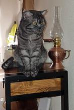 DEKKATER  Britse korthaar Black Smoke niet te koop !!, 0 tot 2 jaar