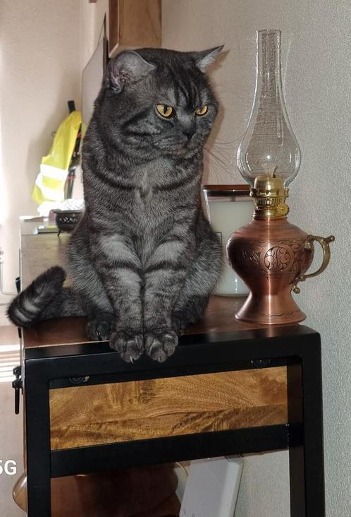 DEKKATER  Britse korthaar Black Smoke niet te koop !!, Dieren en Toebehoren, Katten en Kittens | Dekkaters, 0 tot 2 jaar