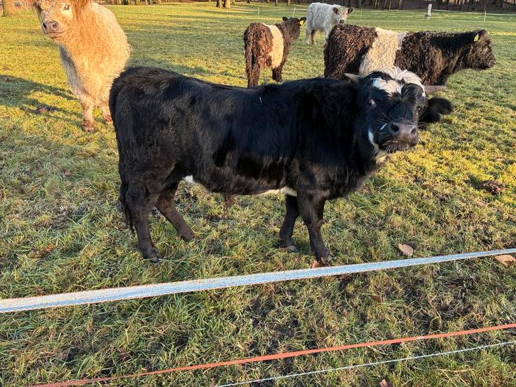 Prachtig dahomey stiertje (mini rund) mini koe, Dieren en Toebehoren, Runderen, Mannelijk