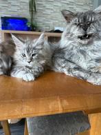 Maine Coon Kittens XXL, Dieren en Toebehoren, Katten en Kittens | Raskatten | Langhaar, Meerdere dieren, Ontwormd