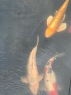8 mooie Koi karpers en 4 goudvissen, Dieren en Toebehoren