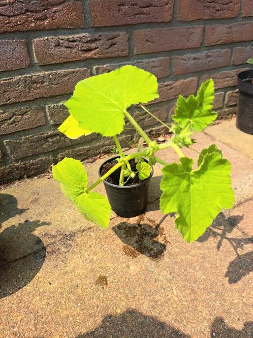 Pompoen tomaat boerenkool peterselie groente kruiden stekken, Tuin en Terras, Planten | Tuinplanten, Eenjarig, Groenteplanten