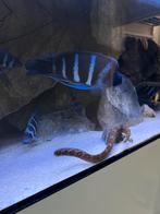 Gibberosa frontosa blue zaire moba, Dieren en Toebehoren, Vissen | Aquariumvissen, Vis