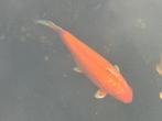 Ginrin benigoi, Dieren en Toebehoren, Vissen | Vijvervissen, Karper of Koi