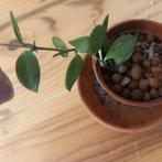 hoya picta puber stek nr 41, Huis en Inrichting, Ophalen of Verzenden, Overige soorten, Minder dan 100 cm