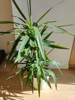 Yucca Elephantipes - 2 Stammen - Palmlelie, Ophalen