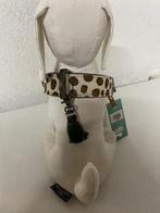 Dwam ivy L4 €89,95, Dieren en Toebehoren, Ophalen, Dwam, ?, Nieuw