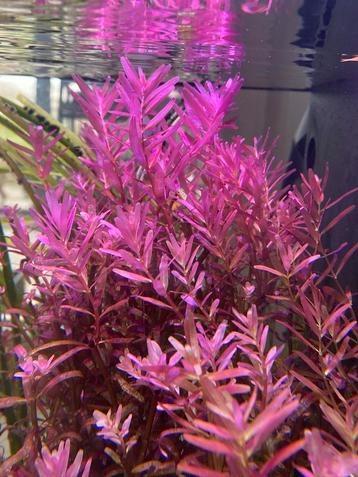 Rotala blood red  beschikbaar voor biedingen