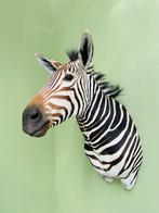 Mooie opgezette grote zebra, Verzamelen, Dierenverzamelingen, Nieuw, Ophalen of Verzenden