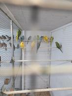 Halsbandparkieten 2025, Dieren en Toebehoren, Vogels | Parkieten en Papegaaien, Meerdere dieren, Parkiet