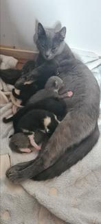 Lieve Blauwe rus kruising poes uit opvang, Poes, Kortharig, 0 tot 2 jaar