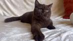 Met stamboom: Brits Korthaar kitten (chocolade, kater), Dieren en Toebehoren, Katten en Kittens | Raskatten | Korthaar, Kater