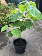 Anna Palownaboom , hoogte 170 cm . staat in de kuip dus zo m, Overige soorten, 100 tot 250 cm, Zomer, Ophalen