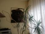 Drakenbloedboom (Dracaena marginata) kamerplant incl pot, Ophalen, 200 cm of meer, Halfschaduw, In pot