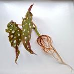 Stippenbegonia Polkadot Begonia Gewortelde Stek, Ophalen of Verzenden, Halfschaduw