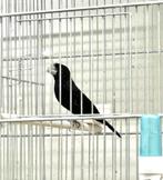Te Koop diverse TwaTwa's, Meerdere dieren, Wildzangvogel, Geringd