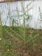 Wilgenboompjes salix alba klimboom papegaai, Dieren en Toebehoren, Ophalen, Nieuw