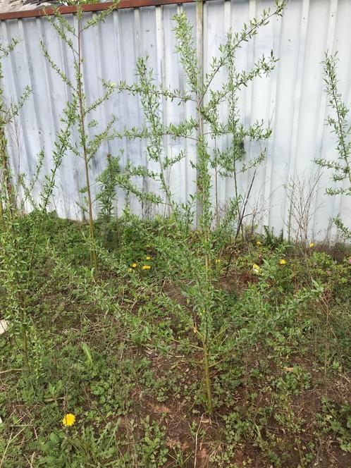 Wilgenboompjes salix alba klimboom papegaai, Dieren en Toebehoren, Overige Dieren-accessoires, Nieuw, Ophalen